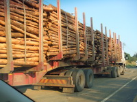 Willkommen in der Welt der Holzwirtschaft! Forst- und